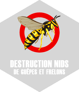 Destruction de nid frelons Toulouse